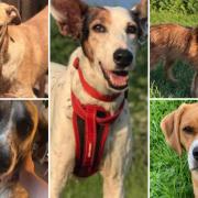 These 5 dogs are looking for forever homes. Credit: S N Dogs