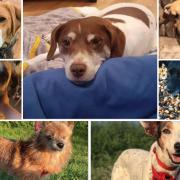 These 9 dogs are looking for forever homes. Credit: S N Dogs