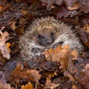 During the winter season hedgehogs may seek shelter inside bonfires before they are lit (PA Features Archive/Press Association Images)