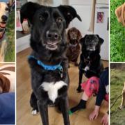 Meet the 5 dogs looking for forever homes. Credit: S N Dogs