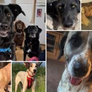 The 6 dogs looking for forever homes. Credit: S N Dogs