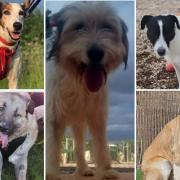 Meet the 5 dogs looking for forever homes at S N Dogs. Credit: S N Dogs