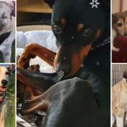 6 dogs looking for forever homes. Credit: SN Dogs