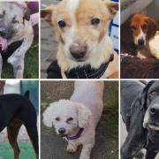 6 dogs looking for forever homes. Credit: SN Dogs