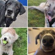 4 dogs looking for forever homes. Credit: SN Dogs
