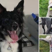 4 dogs looking for forever homes. Credit: SN Dogs