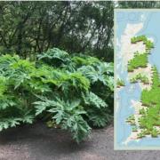 Giant Hogweed: How to identify and get rid of the toxic plant spotted in Newport and Gwent. Picture: Pixabay and What Shed