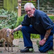 Strawberry the muntjac deer John rescued as a fawn