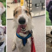 5 dogs looking for forever homes. SN Dogs