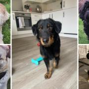 5 dogs that need forever homes. Credit: SN Dogs