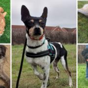 5 dogs looking for forever homes. Credit: SN Dogs