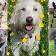 Meet the 5 dogs searching for forever homes. Credit: SNDogs