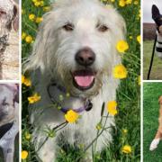 5 dogs searching for forever homes. Credit: SNDogs
