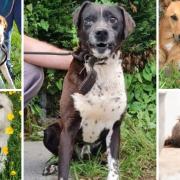 5 dogs looking for forever homes. Credit: SNDogs