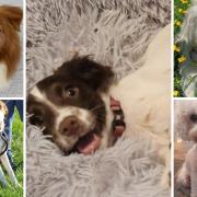5 dogs looking for forever homes. Credit: SNDogs