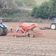 Drilling and rolling a field of winter wheat