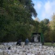 Kevin, Francis and Ian loading ewes ready to take them to fresh pasture