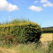 Government support for hedgerow planting has been increased