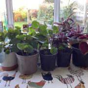 A selection of the plants that Linda grows to raise funds for a local hospice.