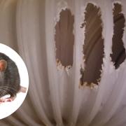 Resident furious as rats chew through toilet pipe on three occasions in Swindon home