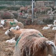 Ewes and lambs in their pods