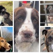 Here are the five dogs that have been found in Wiltshire this week.