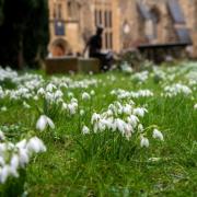 Clumps of snowdrops appear at this time of year