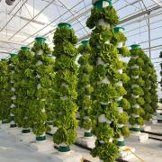 Tall buildings in Swindon could be used for growing food a business expert has suggested.