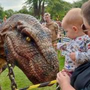 One of earth's newest living things - a baby - meetings one of its oldest - a dinosaur - at a Totally Crazy Entertainment dinosaur event