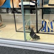 The pigeon flew into the Primark window on bank holiday Monday.