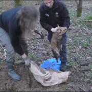 A fox that appeared to have been buried alive
