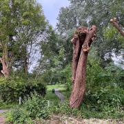 The trees near St Marks Recreation Park in Gorse Hill have been cut back.