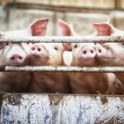 The owners of a pig farm in Wiltshire denied 11 charges accusing them of breaching animal welfare laws