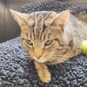 Tigger the cat became ill after ingesting toxins whilst out and about.