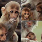 New monkey twins have born at Longleat