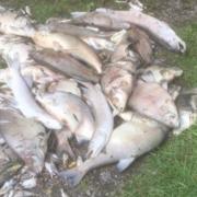 Dead fish piled up at Peatmoor