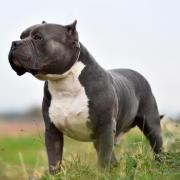 Should the American XL Bully Dog be banned?