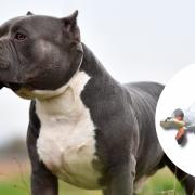 Matt Fiddes has said that an 'XL bully dog' could tear off a child's arm.