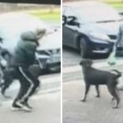 CCTV images relating to an alleged dog attack in Swindon