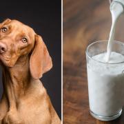 Is it safe for dogs to drink milk?