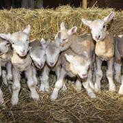 Four sets of triplets born at farm near Swindon
