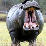 Longleat Safari Park has paid tribute to 49-year-old hippo, Spot