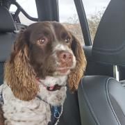 Benji in the back of a Wiltshire Police car after being rescued from the motorway