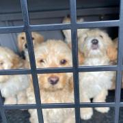 Six un-microchipped puppies were found in Leigh and reported to Wiltshire Council