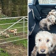 Six puppies were found seemingly abandoned in a field in the rainLeigh, Wiltshire,