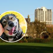 Swindon is dog-loving capital of the UK