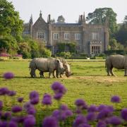 Rhinos on the lawn with alliums in flower