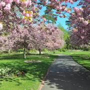 Cherry blossom in Town Gardens