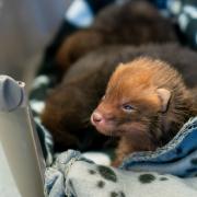 A litter of fox cubs has been rescued after being found abandoned