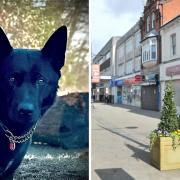 Wiltshire Police dog Conan helped during the arrest of a man suspected of raping someone in Swindon town centre